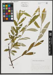 Foto von Salix salviifolia Brot.